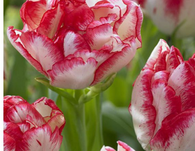 Tulpe multiflora Cartouche
