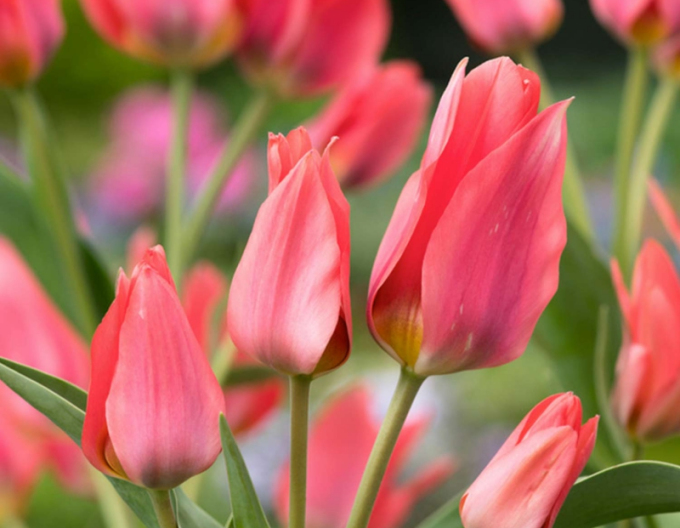 Tulpe Toronto