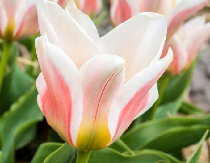 Tulpe multiflora Serano
