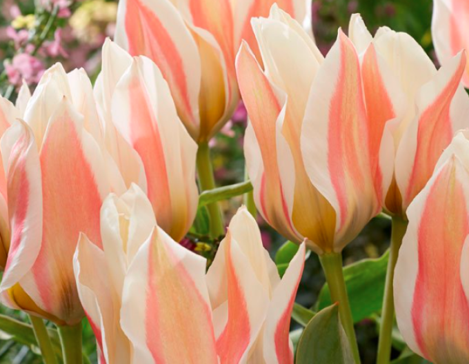 Tulpe multiflora Serano