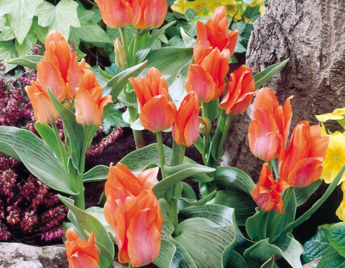 Tulpe multiflora Orange Toronto