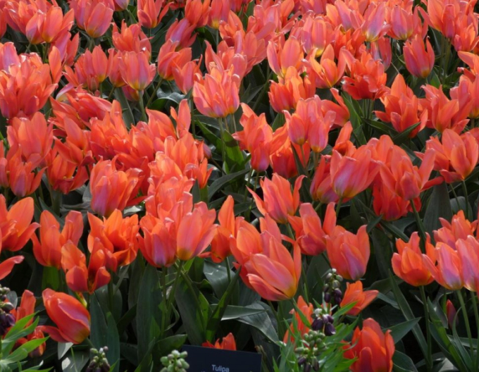 Tulpe multiflora Orange Toronto