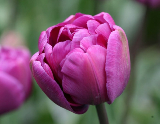 Tulpe Blue Diamond