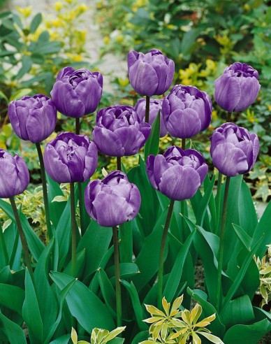 Tulpe Blue Diamond