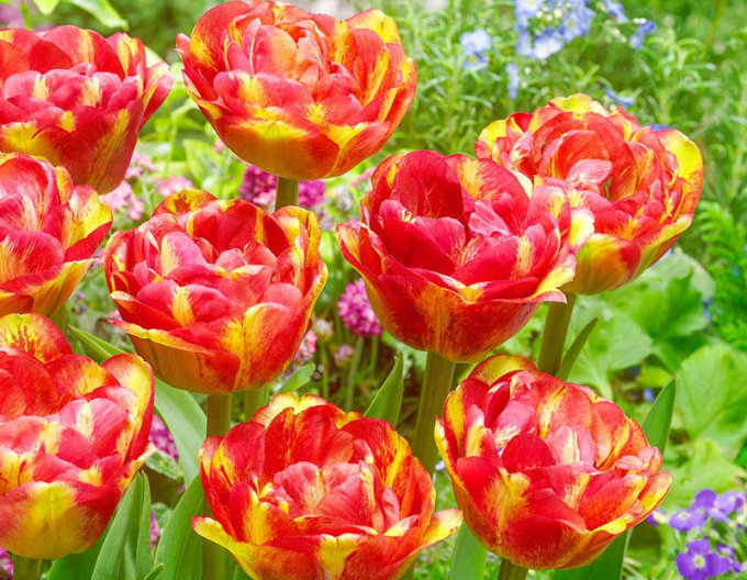 Tulpe Sundowner