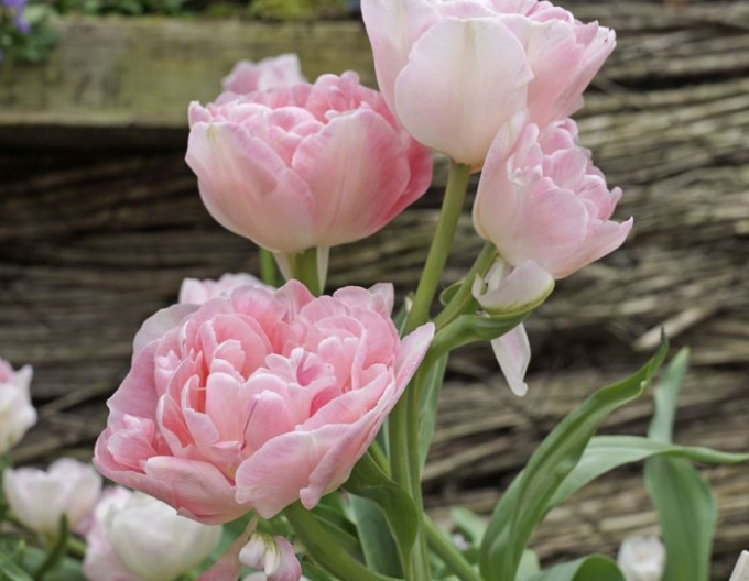 Tulpe Angelique