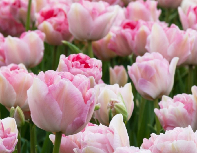 Tulpe Angelique