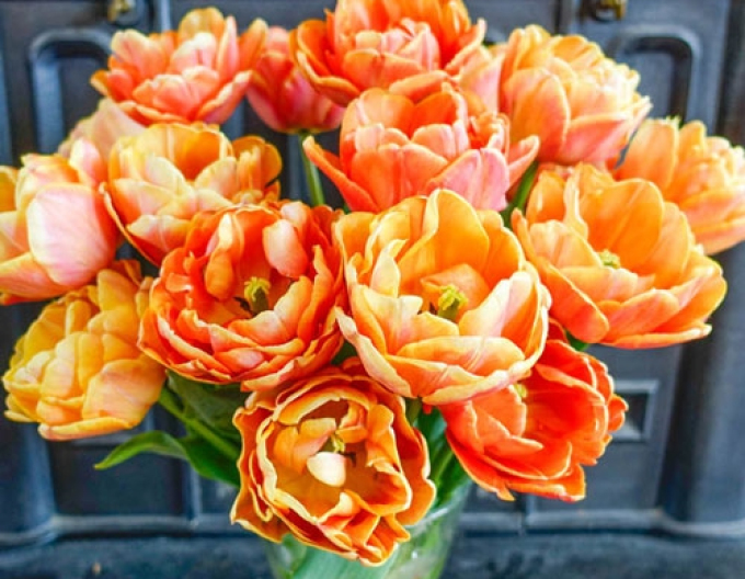 Tulpe Foxy Foxtrot