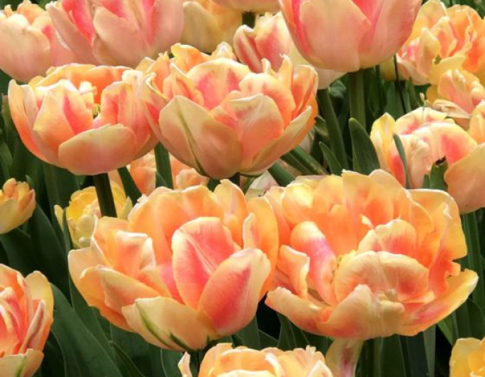 Tulpe Foxy Foxtrot