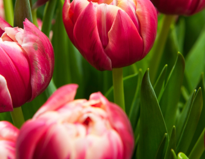 Tulpe Columbus