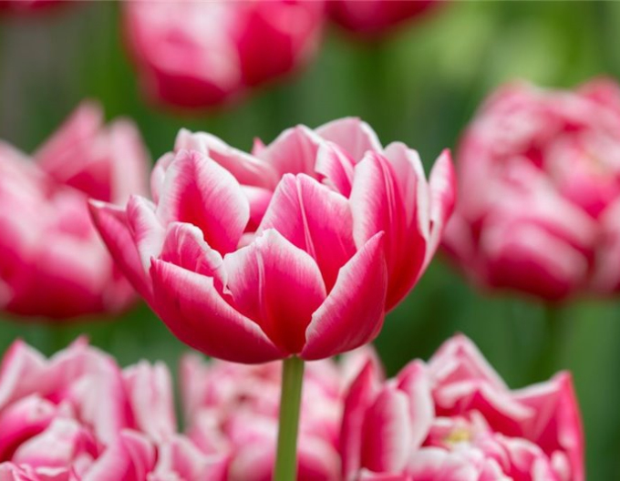 Tulpe Columbus