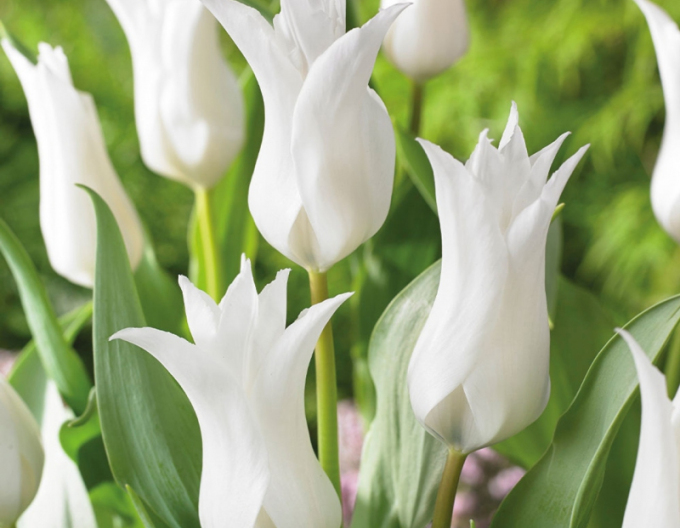 Tulpenlilienblume Tres Chic