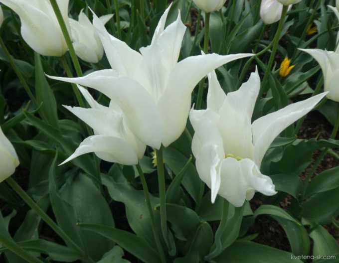 Tulpenlilienblume Tres Chic