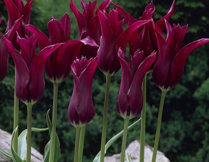 Tulpenlilienblume Burgund