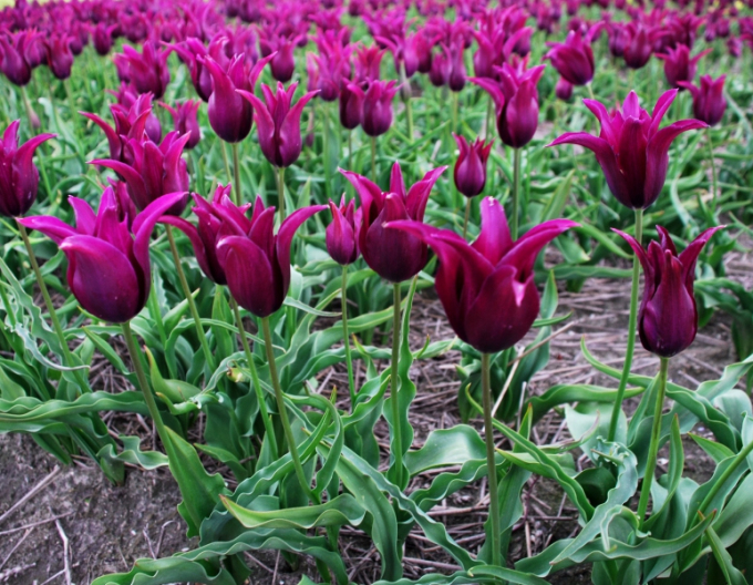 Tulpenlilienblume Burgund