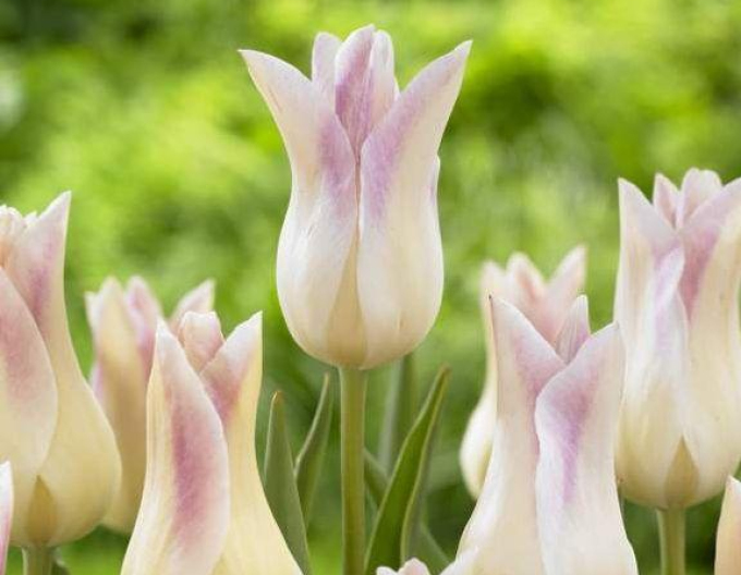 Tulpenlilienblume Elegant Lady