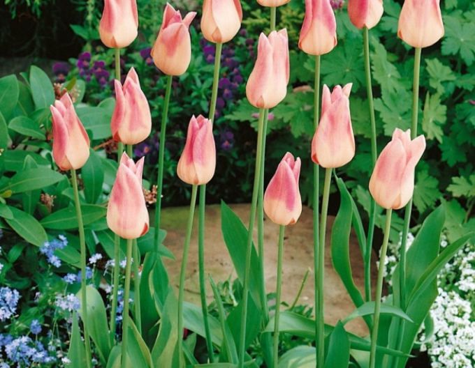 Tulpenlilienblume Elegant Lady