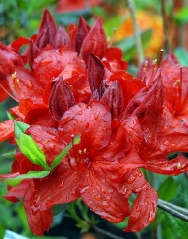 Azalee großblumig Parkfeuer