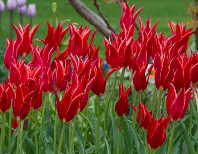 Tulpenlilienblume Aladin