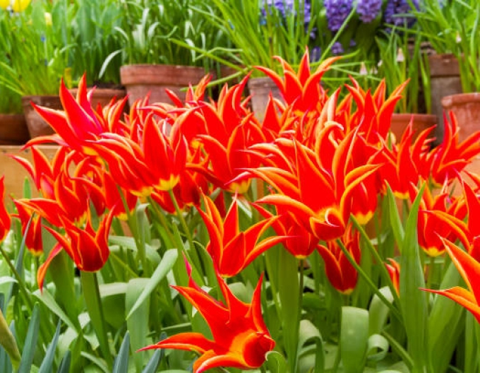 Tulpenlilienblume Aladin