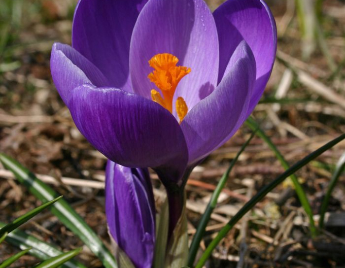 Krokus großblütig Flower Record