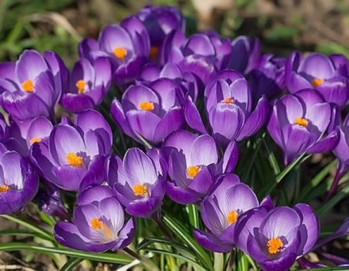 Krokus großblütig Flower Record