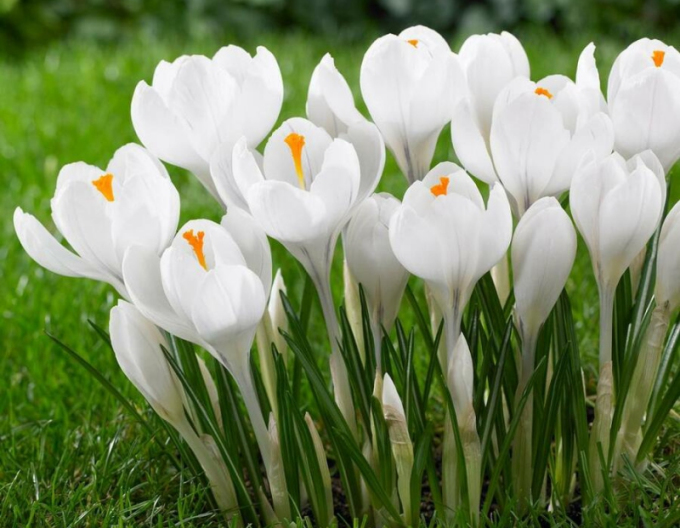 Krokus großblütig Jeanne Darc