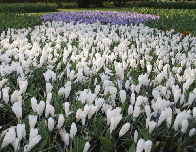 Krokus großblütig Jeanne Darc