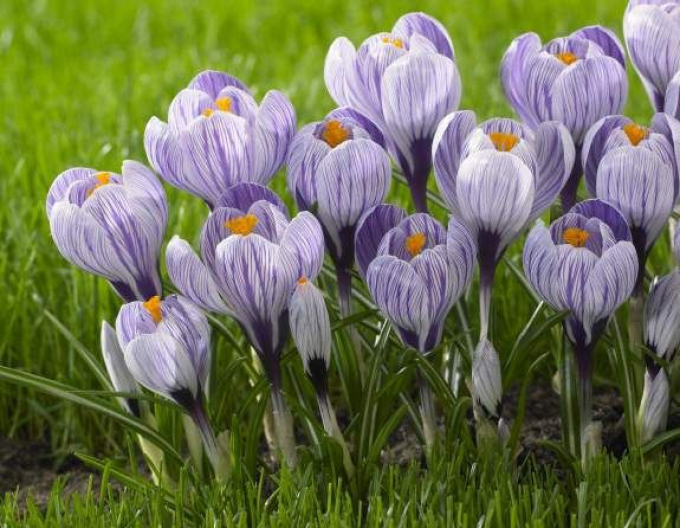Krokus großblütig Pikwick