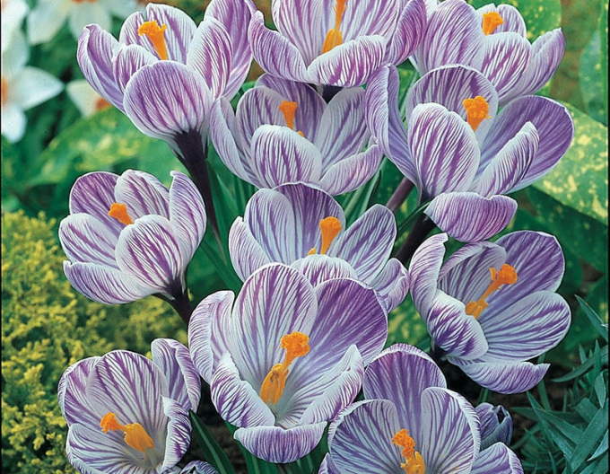 Krokus großblütig Pikwick