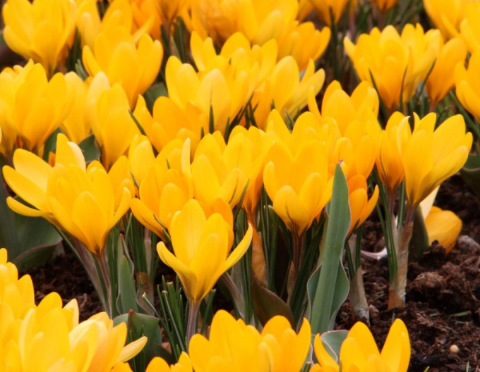 Großblütiger Krokus Golden Yellow