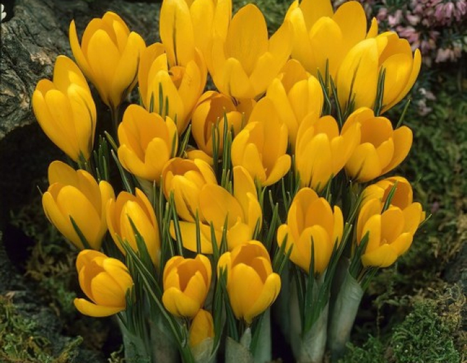 Großblütiger Krokus Golden Yellow