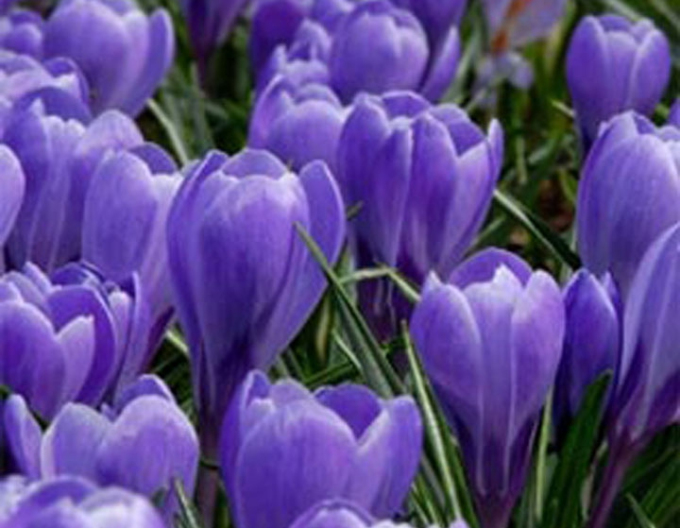 Krokus Grand Maitre