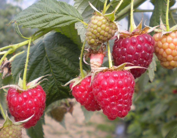 Rote Himbeere Autumn First STALORODIACA 5l