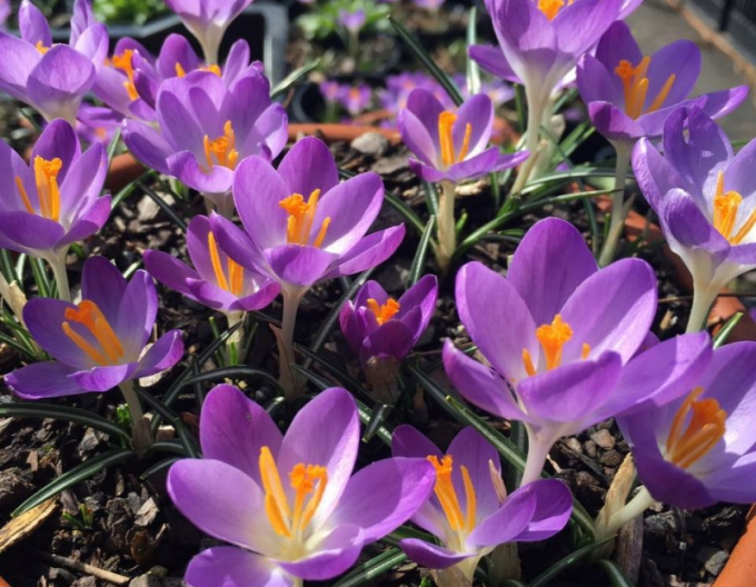 Krokus Barrs Lila