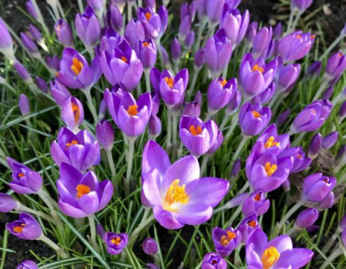Krokus Barrs Lila