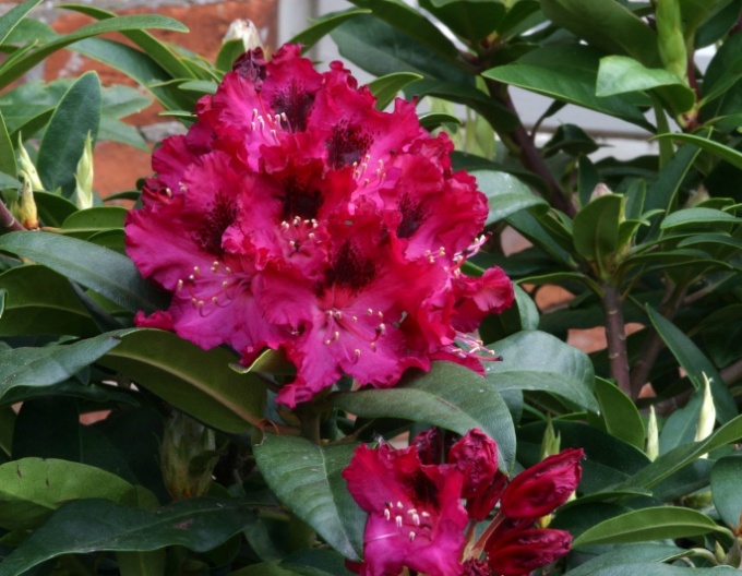 Rhododendron Marie Forte