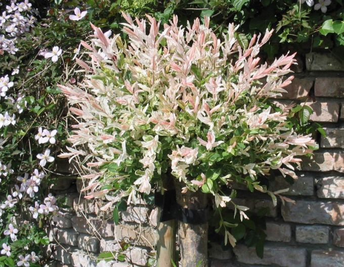 Japanische Weide Hakuro-Nishiki 60cm