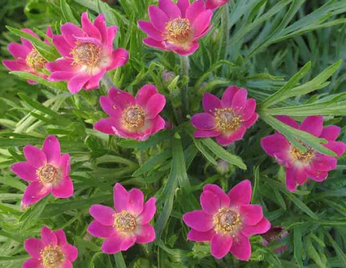 Frühlingsnemone  Annabella Deep Rose