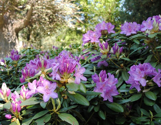 Rhododendron americanus Grandiflorum