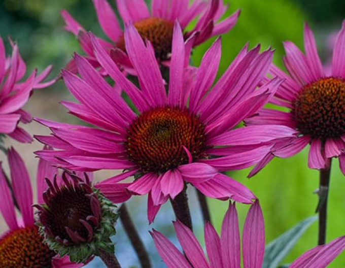 Echinacea Fatal Attraction