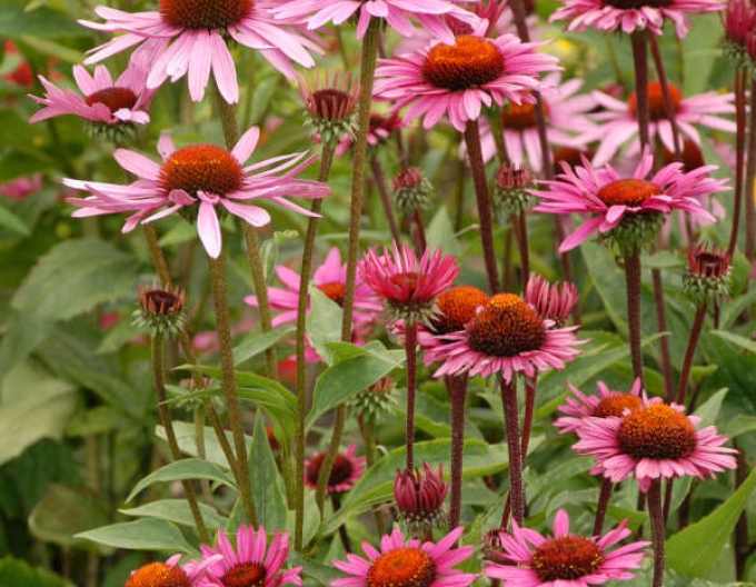 Echinacea Fatal Attraction