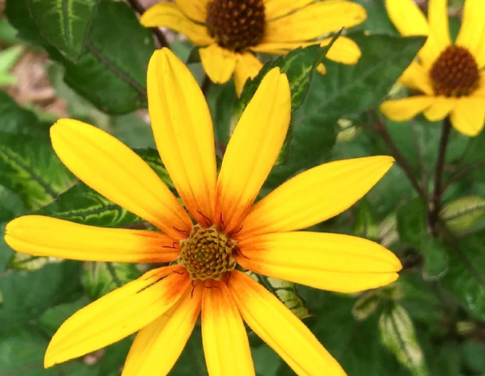 Heliopsis Loraine Sunshine