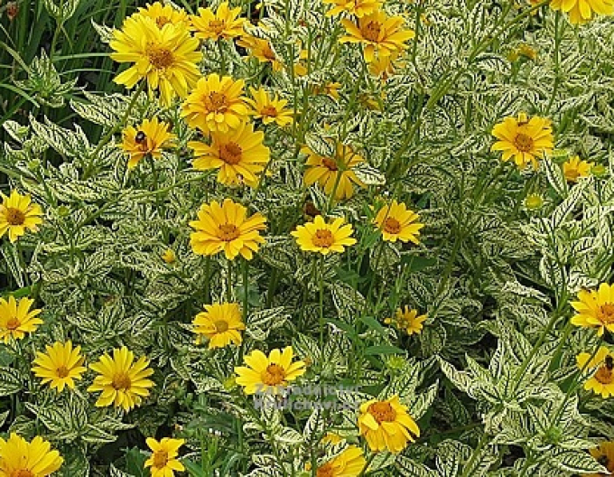 Heliopsis Loraine Sunshine