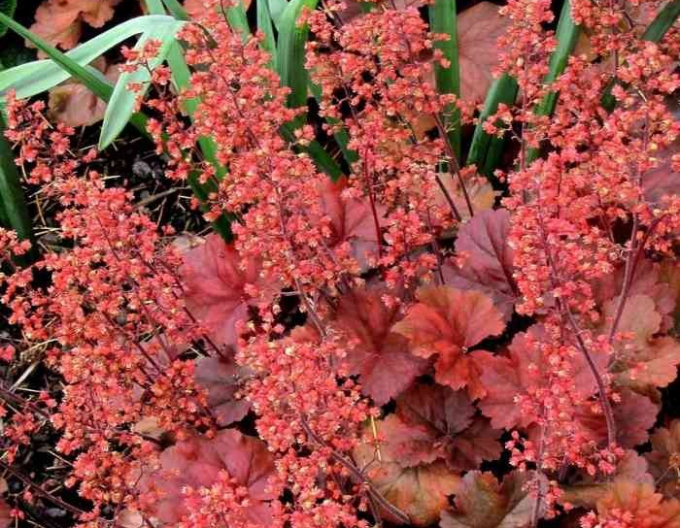 Heuchera-Hybride Cherry Cola
