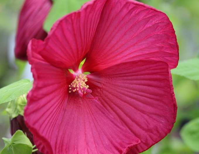Schlammpeitzger Luna Red