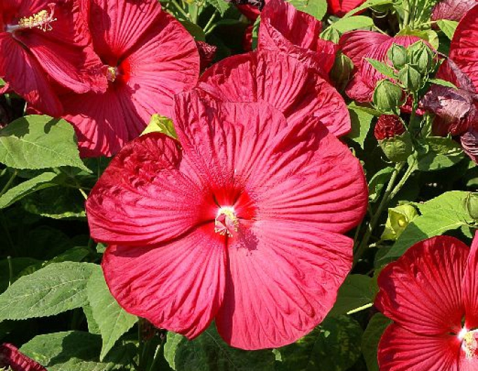 Schlammpeitzger Luna Red