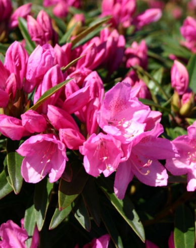 Rhododendron Graziella