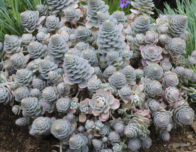 Orostachys - Chinesische Mütze