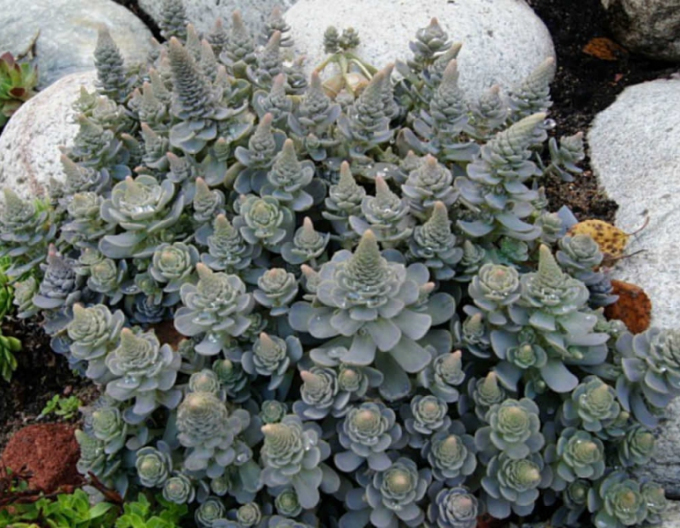 Orostachys - Chinesische Mütze